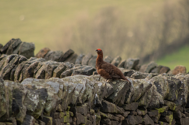 Red Grouse