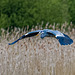 Heron in flight.23jpg