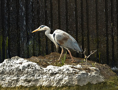 Grey Heron