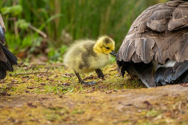 Canada gosling