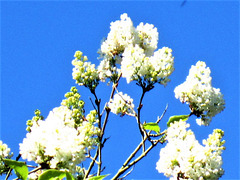More of the white lilac