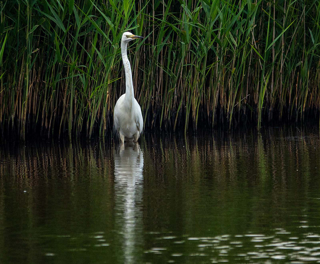 Great white egret