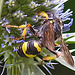 20230719 2456CPw [D~LIP] Flachblättriger Mannstreu (Eryngium planum), Bienenjagende Knotenwespe (Cerceris rybyensis), Bad Salzuflenn