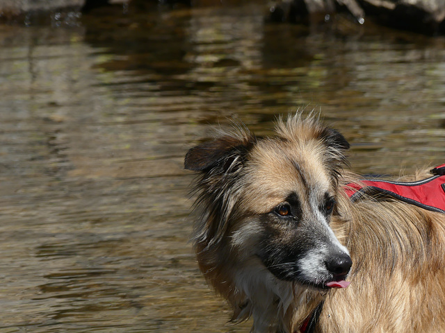 20250906 -12 Saint Colomban des Villards (Savoie) (65) 20250906 -12 Saint Colomban des Villards (Savoie) (65)