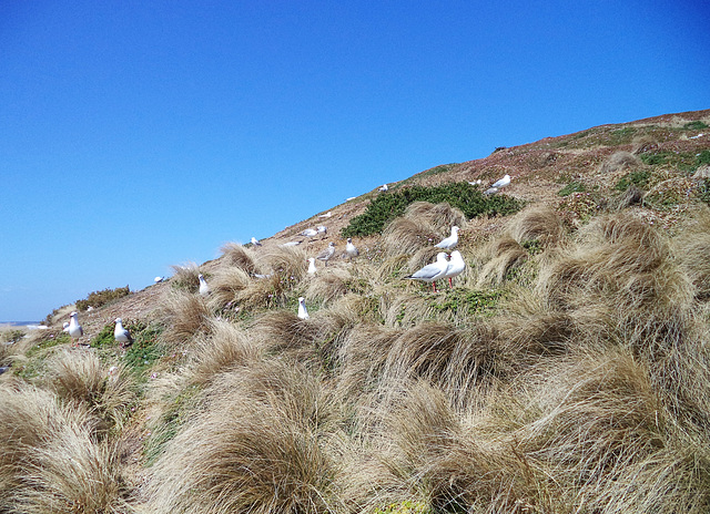 seagull nursery