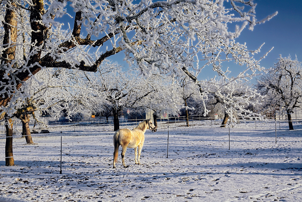 Ein frostiger Wintermorgen - A frosty winter morning