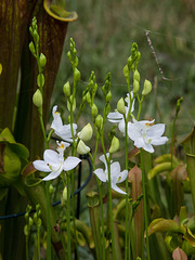 Calopogon tuberosus forma albiflorus (Common Grass-pink orchid) rare white form