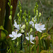 Calopogon tuberosus forma albiflorus (Common Grass-pink orchid) rare white form