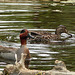 Green-winged Teal pair