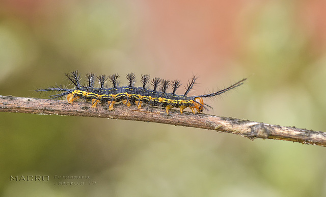 Arlequin raya amarilla