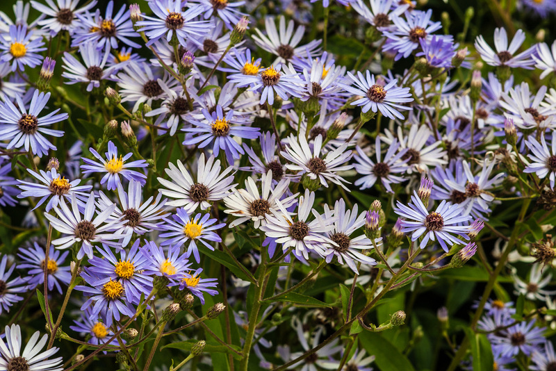 Oudolf Daisies