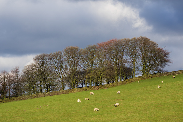 Ginger topped trees