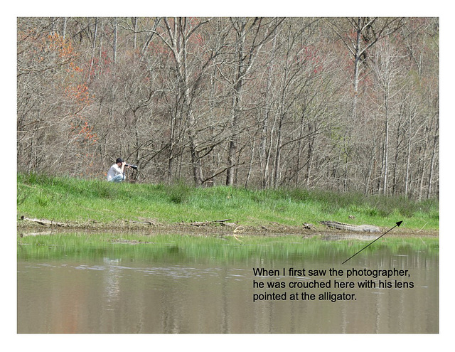 Stupid photographer & big alligator #2