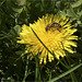 Bee harvests dandelion