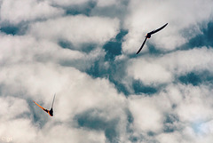 Swifts (Apus apus)