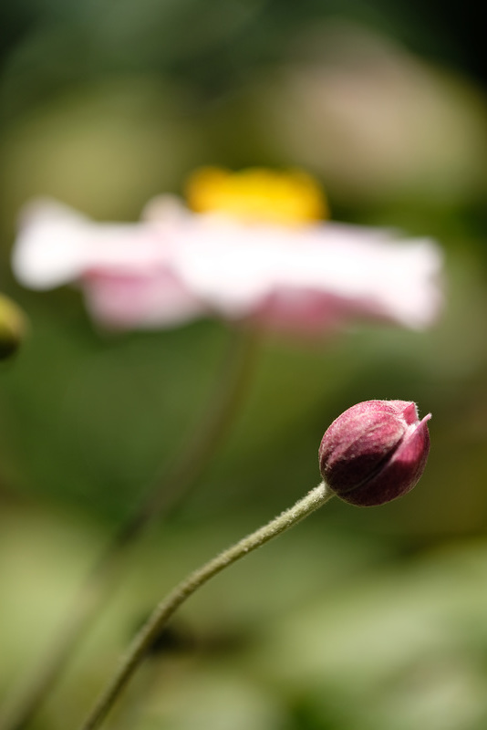 DSCF6522