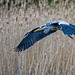 Heron in flight.67jpg