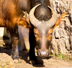 Forest buffalo (2)