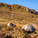 Llyn Crafnant23