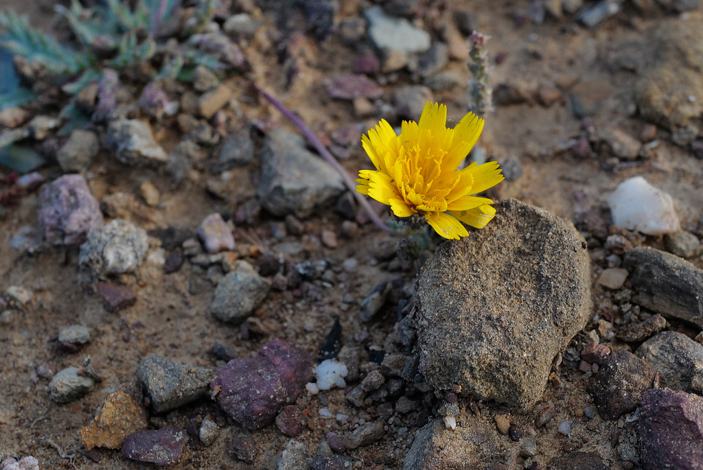 Malacothrix glabrata, Asteraceae, Desert dandelion