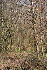 150410 foret Othmarsingen