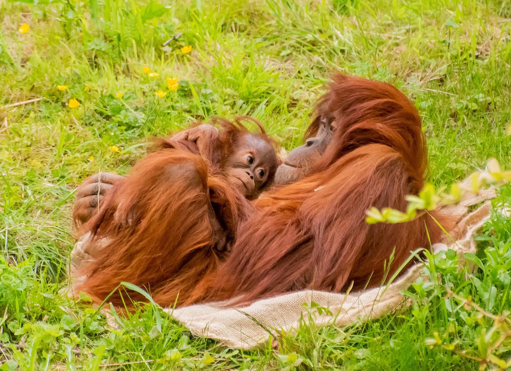 Orangutan with its baby