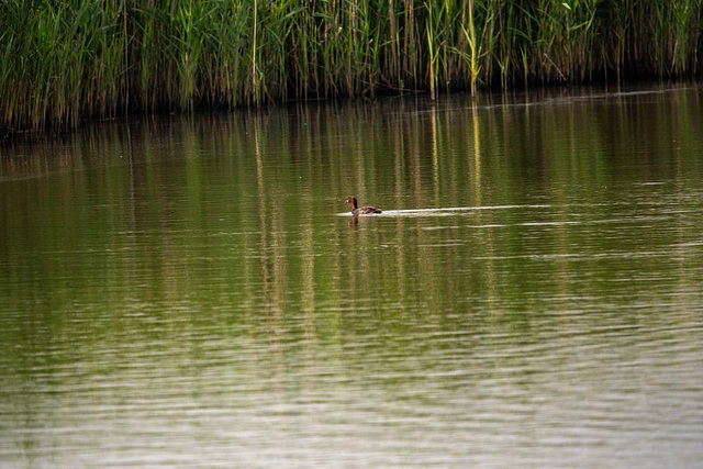 Little grebe