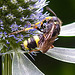 20230719 2457CPw [D~LIP] Flachblättriger Mannstreu (Eryngium planum), Bienenjagende Knotenwespe (Cerceris rybyensis), Bad Salzuflen