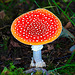 Amanita muscaria