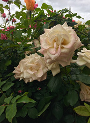 Roses