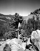 High Sierra