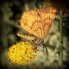 Phalène picotée, mâle, Spotted moth, male (Ematurga atomaria