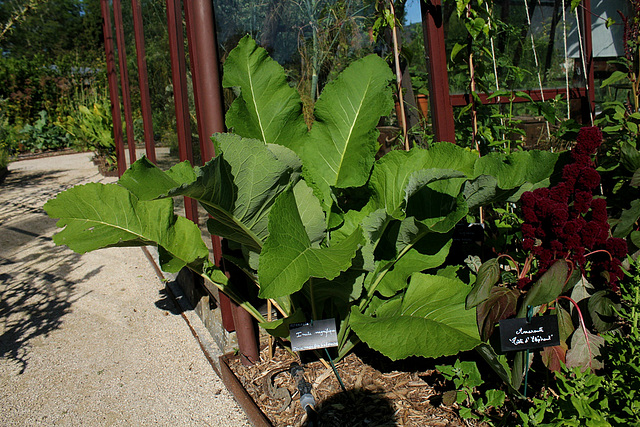 Inula magnifica , au potager de Chaumont