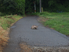 Cat blocking the road