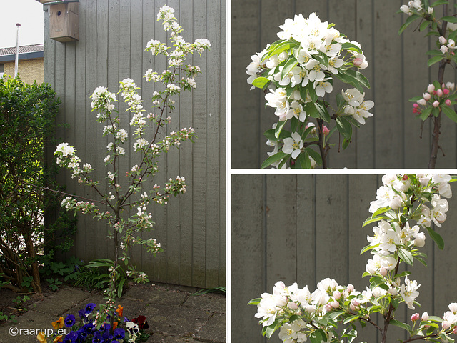 Crab apple in bloom (Danish: Paradisæble)