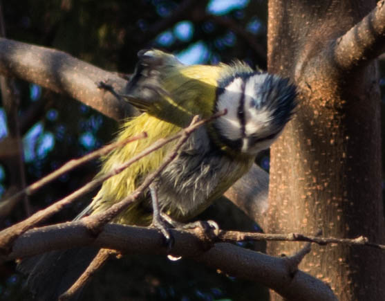 séance de lissage pour la mésange bleue - blue tit (Cyanistes caeruleus)