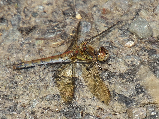 Common Darter f (Sympetrum striolatum) DSB 1571