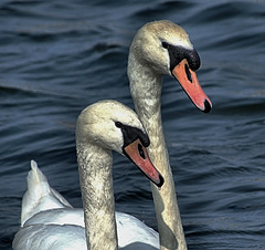 Swans