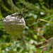 Wasps Nest EF7A5408