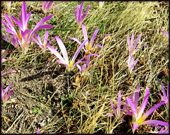 Autumn crocus