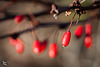 Pictures for Pam, Day 66: Nature's Miniature Christmas Lights