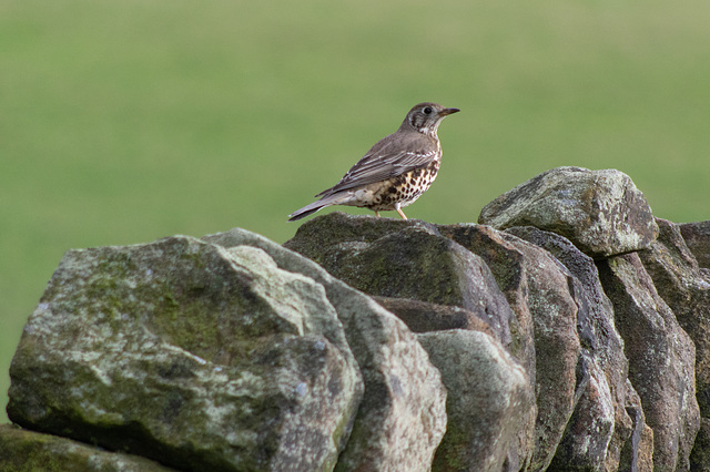 Mistle Thrush