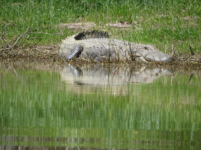 Big alligator #2