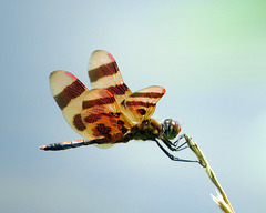 Halloween Pennant (Celithemis eponina)