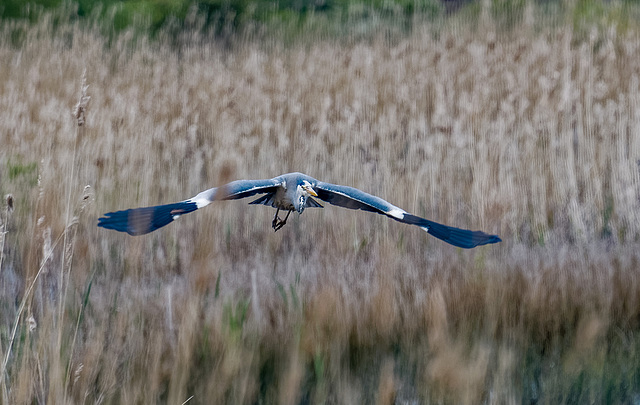 Heron in flight