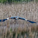 Heron in flight