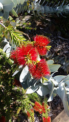 callistemon from queensland