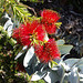 callistemon from queensland