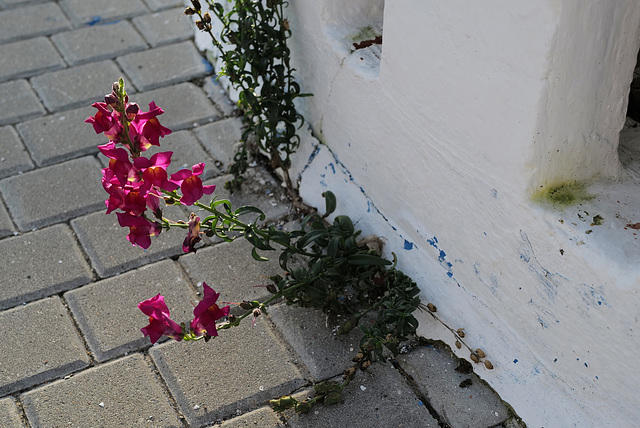 Antirrhinum majus