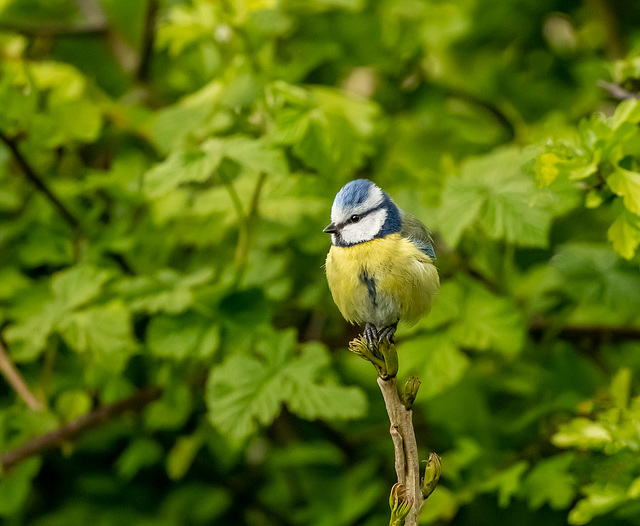 Blue tit